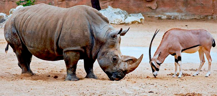 vacances en camping aux alentours du zoo de la Palmyre
